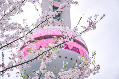 Cherry blossoms are blooming in front of Shanghai's Oriental Pearl