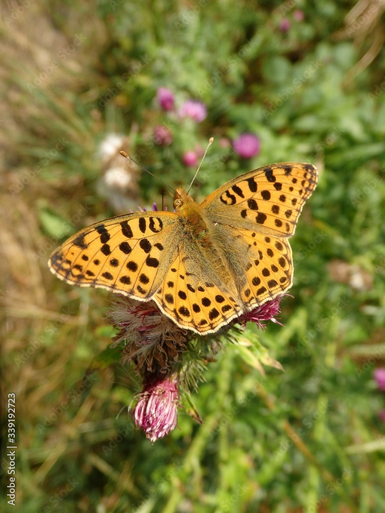 Motyl na łące
