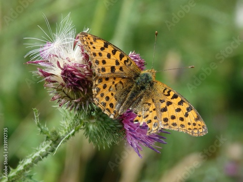Obraz na płótnie Motyl na kwiecie ostu w salonie