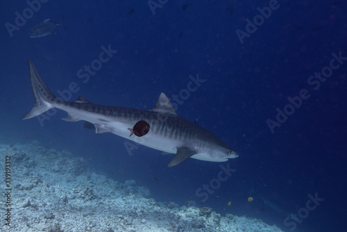 Tiger Shark in South Maldives