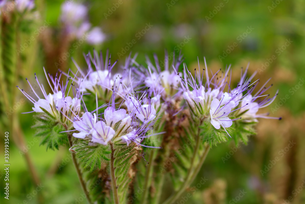 Close up of purple flowering lacy phacelia (Phacelia tanacetifolia), blue tansy or purple tansy in agricultural field Close up of purple flowering lacy phacelia (Phacelia tanacetifolia), blue tansy or purple tansy in agricultural field