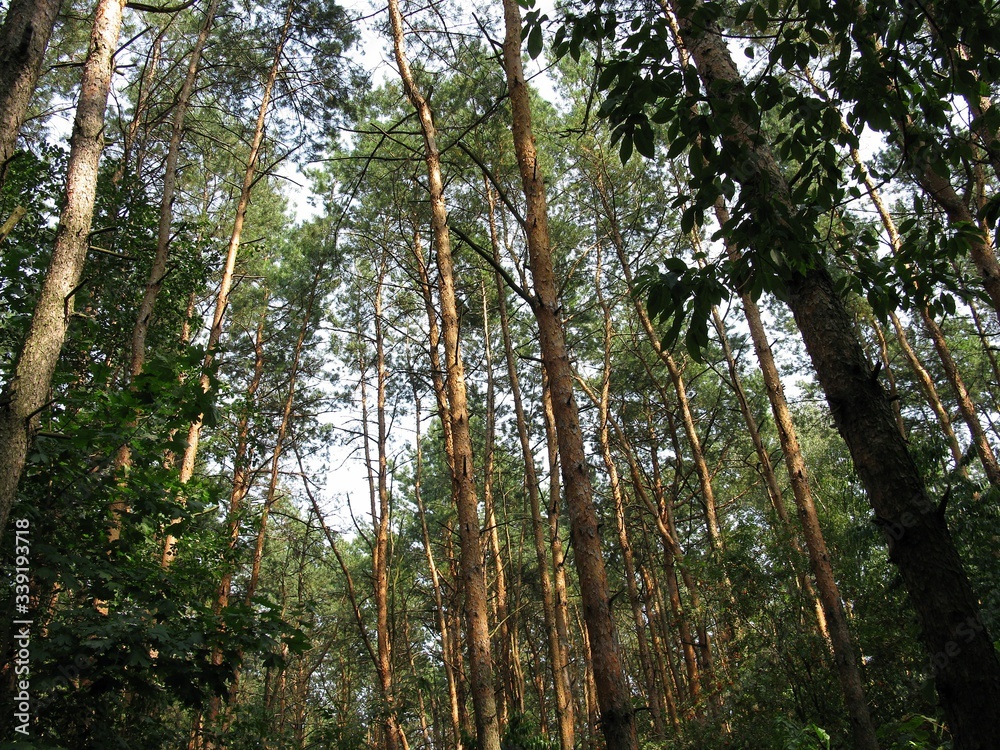 Fototapeta premium trees in the forest
