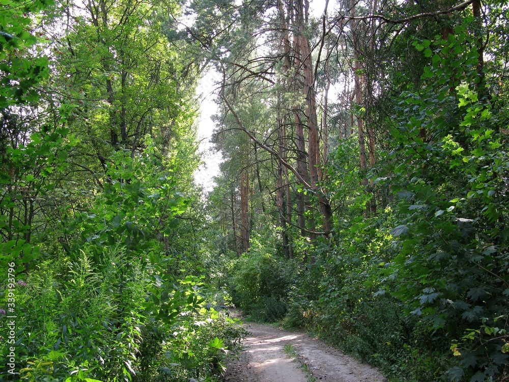 path in the forest path in the forest