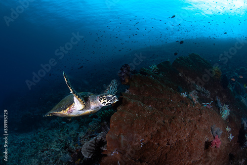 Underwater wildlife with animals, Divers adventures in Maldives. Sea turtle floating over beautiful natural ocean background.