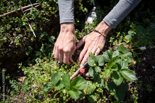 Close up of male hands pulling weeds around a strawberry plant