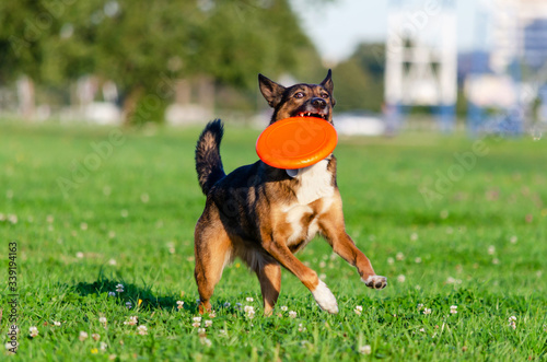 Young energetic half-breed dog is walking in the meadow and playing with a plastic disk. How to protect your pet from hyperthermia during summer activity.  Correction of behavior. Sport with a dog. 