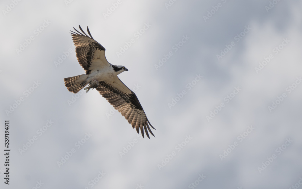 Fototapeta premium Osprey