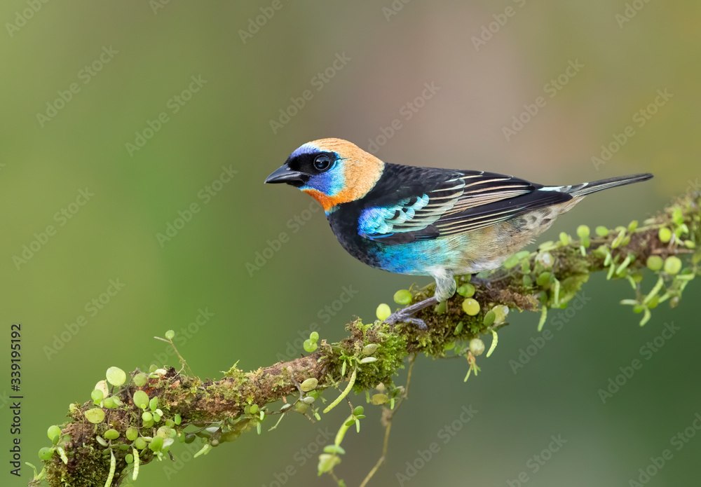 Golden-hooded tanager (Tangara larvata) perched on a leafy branch in the rainforests of Costa Rica