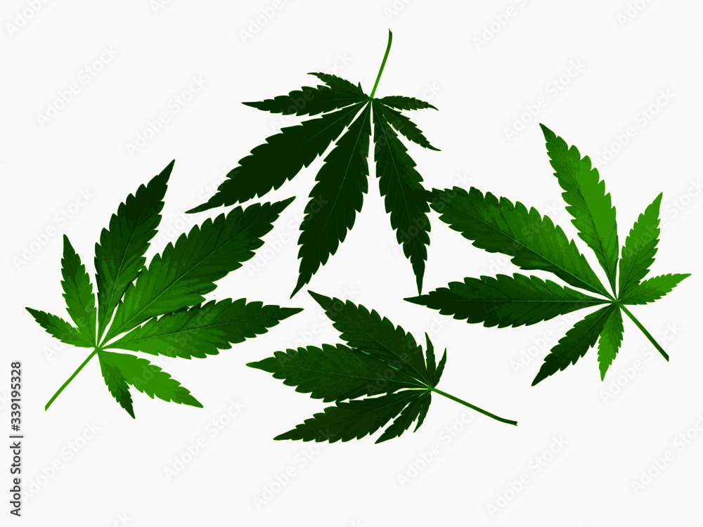 Four fresh green Cannabis leaves isolated on a white background Four fresh green Cannabis leaves isolated on a white background
