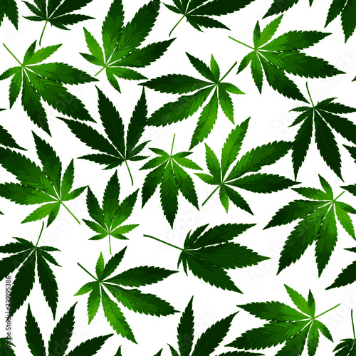 Seamless pattern made of fresh green ripped Cannabis  leaves isolated on a white background