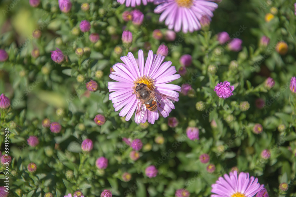 Little bee collects nectar from purple flower Little bee collects nectar from purple flower