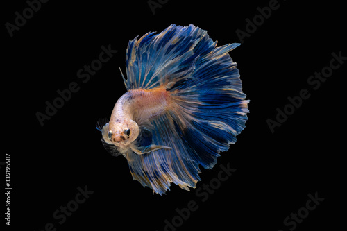 Rhythmic of Betta fish, siamese fighting fish betta splendens (Halfmoon red dragon betta ),isolated on black background.artistic pattern color