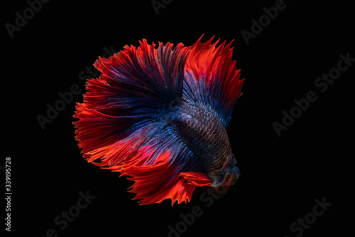 Rhythmic of Betta fish, siamese fighting fish betta splendens (Halfmoon red dragon betta ),isolated on black background.artistic pattern color