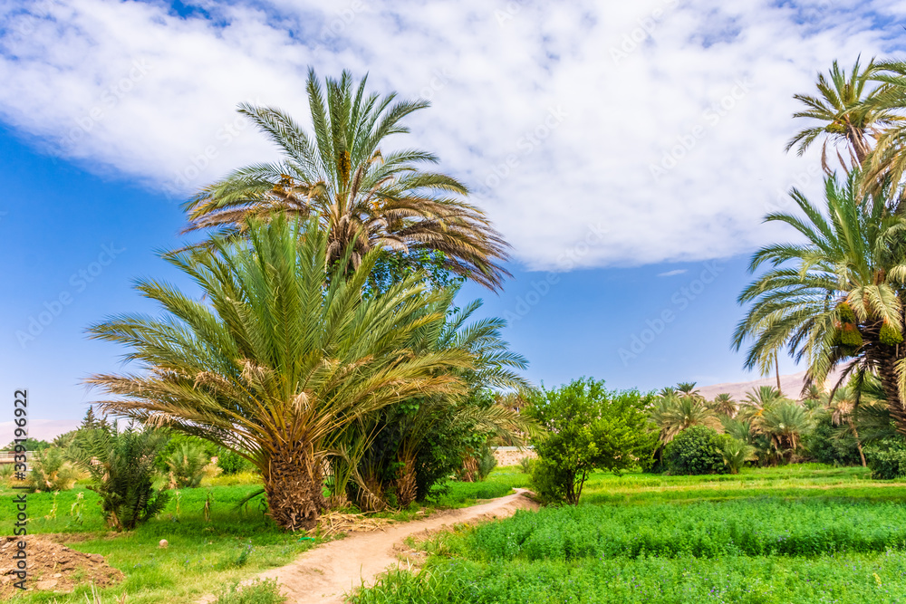 Palms and plantation in a moroccan oasis