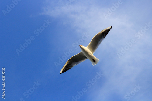 Birds in the sky. A bird of Seagull