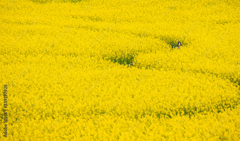 春の満開の菜の花の畑で遊んでいる子供 Stock Photo Adobe Stock