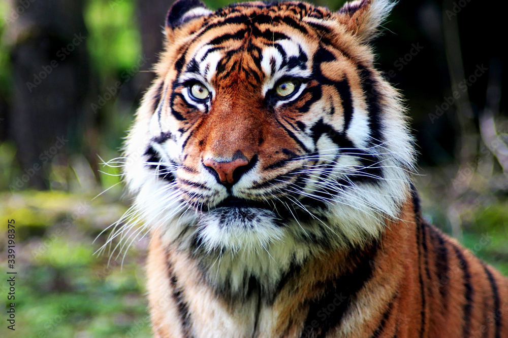 Naklejka premium Tigre de Sumatra