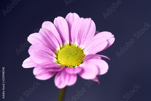 pink and purple flower on a dark background. Macro mode