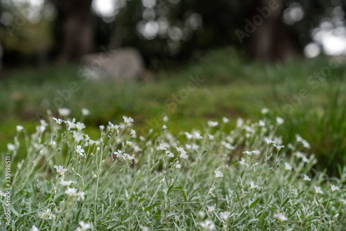Close up of light green ground cover with small white flowers.