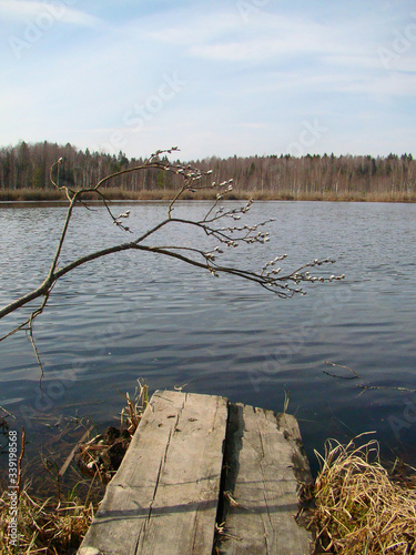 Young willow tree groving above the water