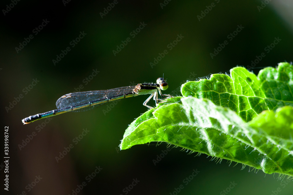 Dragonfly on a leaves, Selective focus Dragonfly on a leaves, Selective focus