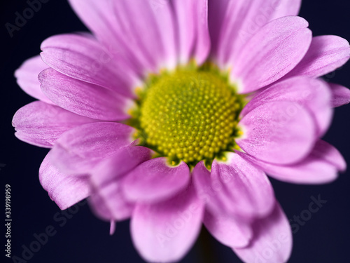 pink and purple flower on a dark background. Macro mode