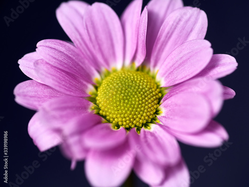 pink and purple flower on a dark background. Macro mode