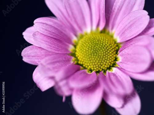 pink and purple flower on a dark background. Macro mode
