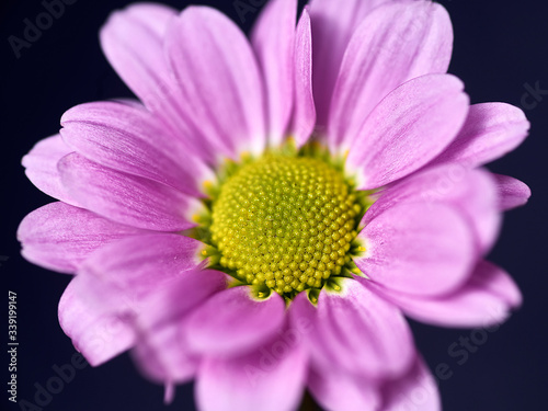 pink and purple flower on a dark background. Macro mode