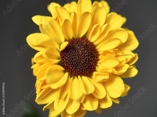 yellow flower on a dark background. Macro mode