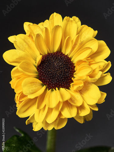 yellow flower on a dark background. Macro mode