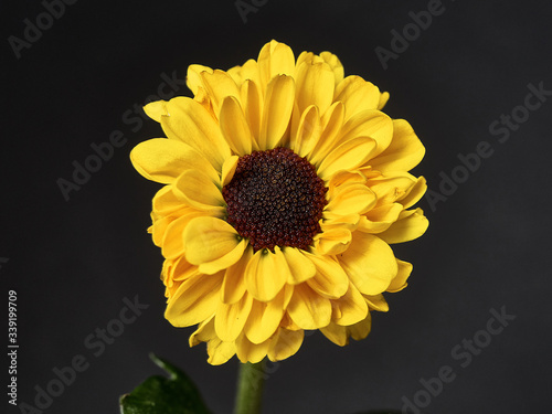 yellow flower on a dark background. Macro mode