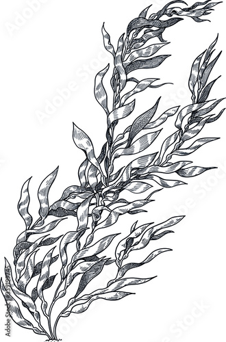 Giant kelp illustration, drawing, colorful doodle vector