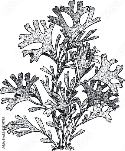 Red algae illustration, drawing, colorful doodle vector