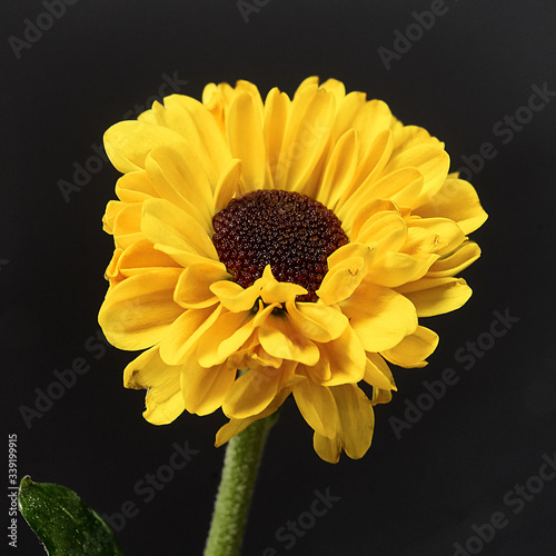 yellow flower on a dark background. Macro mode
