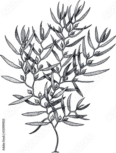 Sargassum, brown algae illustration, drawing, colorful doodle vector