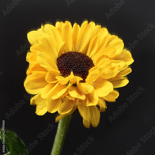 yellow flower on a dark background. Macro mode