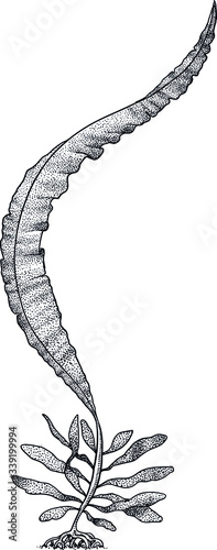 Badderlocks, winged kelp illustration, drawing, colorful doodle vector