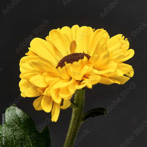 yellow flower on a dark background. Macro mode