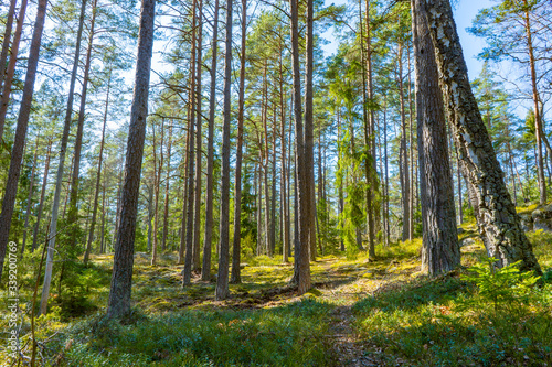 Fototapeta Naklejka Na Ścianę i Meble -  Scandinavian forest in spring. Photo of swedish nature.