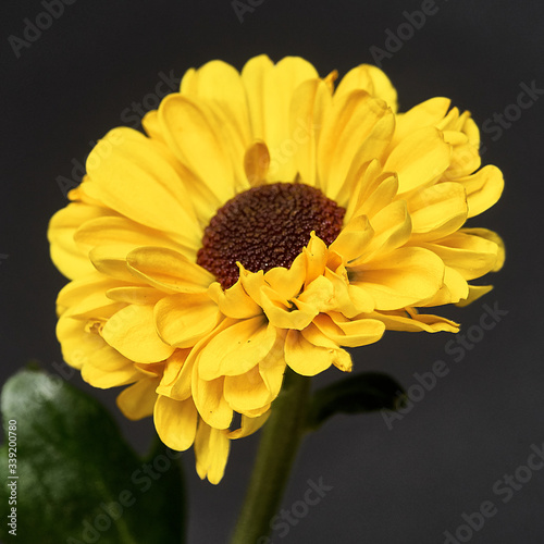 yellow flower on a dark background. Macro mode