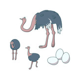 Ostrich family on white background. Animal farm with big birds. Vector illustration in cartoon style