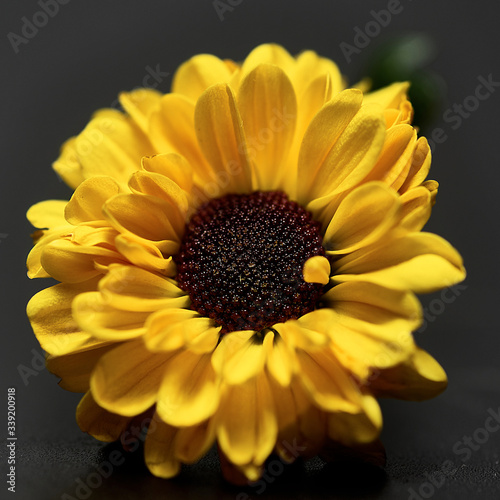 yellow flower on a dark background. Macro mode