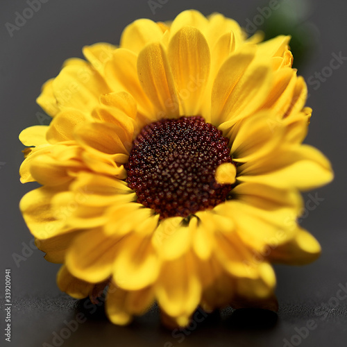 yellow flower on a dark background. Macro mode