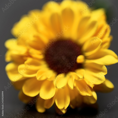 yellow flower on a dark background. Macro mode