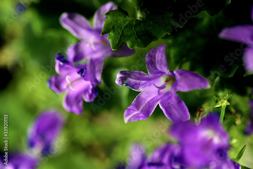 purple flowers on a green background. Macro mode