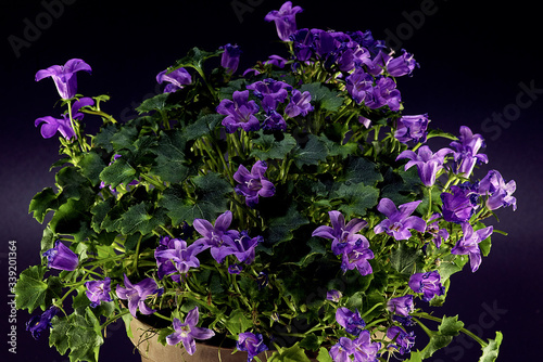 purple flowers on a green background. Macro mode
