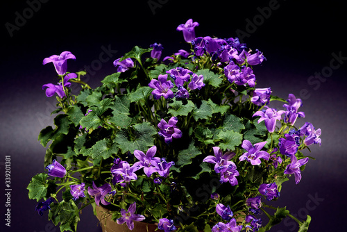 purple flowers on a green background. Macro mode