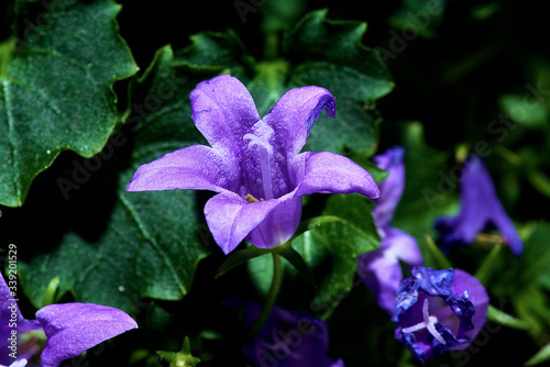purple flowers on a green background. Macro mode