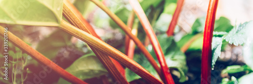 Rhubarb growing in the garden during spring